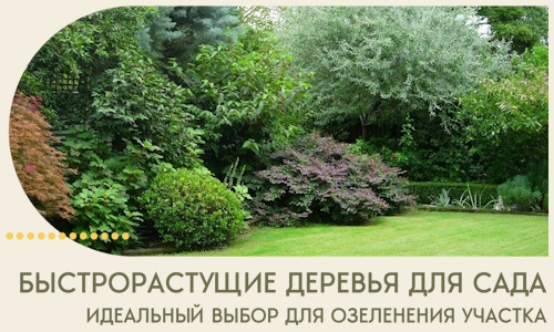 Быстрорастущие деревья для сада идеальный выбор в Тюмени
