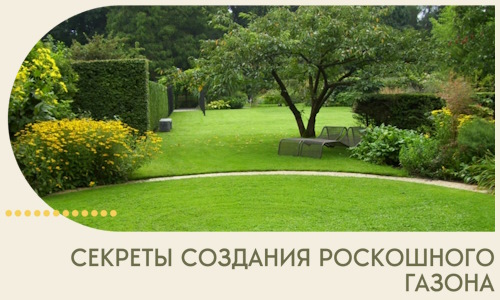 Секреты создания роскошного газона в Тюмени